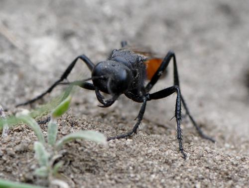 Podalonia hirsuta